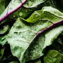 Осенью в Салехарде появится собственное производство салатов и зелени